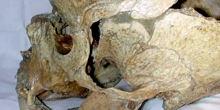 CT-basierte Deutung langer Nasen der Neandertaler