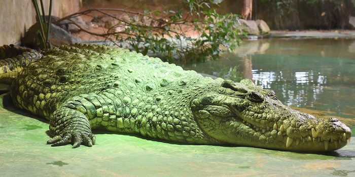 Krokodil im MRT