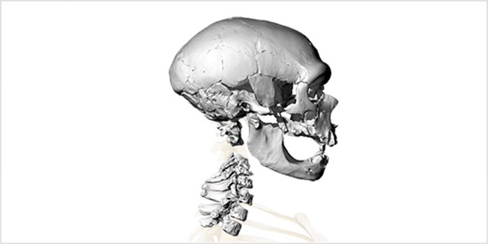 Virtuelle Rekonstruktion eines Neandertaler-Skeletts
