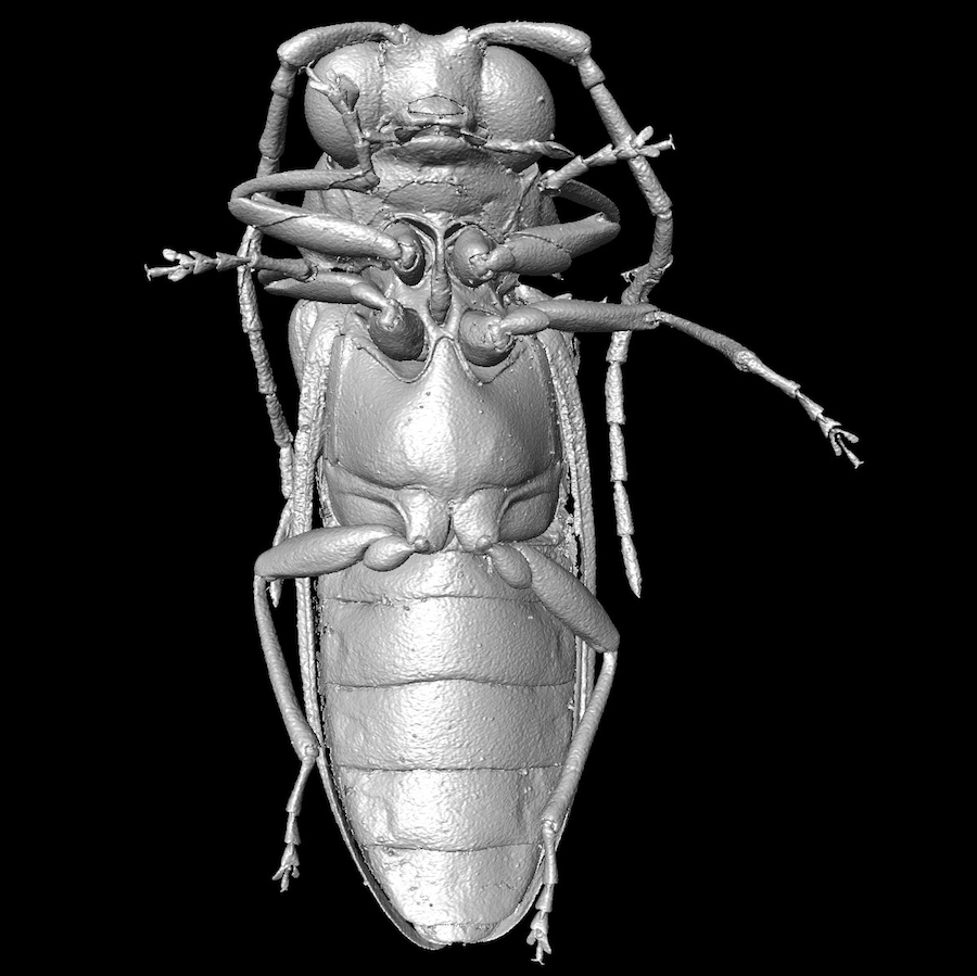 Mikro-CT-Rekonstruktion eines Mysteriomorphus pelevini (©D. Peris & R. Kundrata et al.)