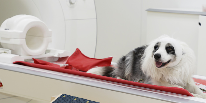 MRT-Studie an Hunden – ohne Sedierung